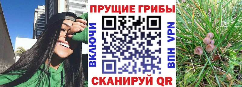 Купить закладки  Малая Вишера  Псилоцибиновые грибы ЛСД 
